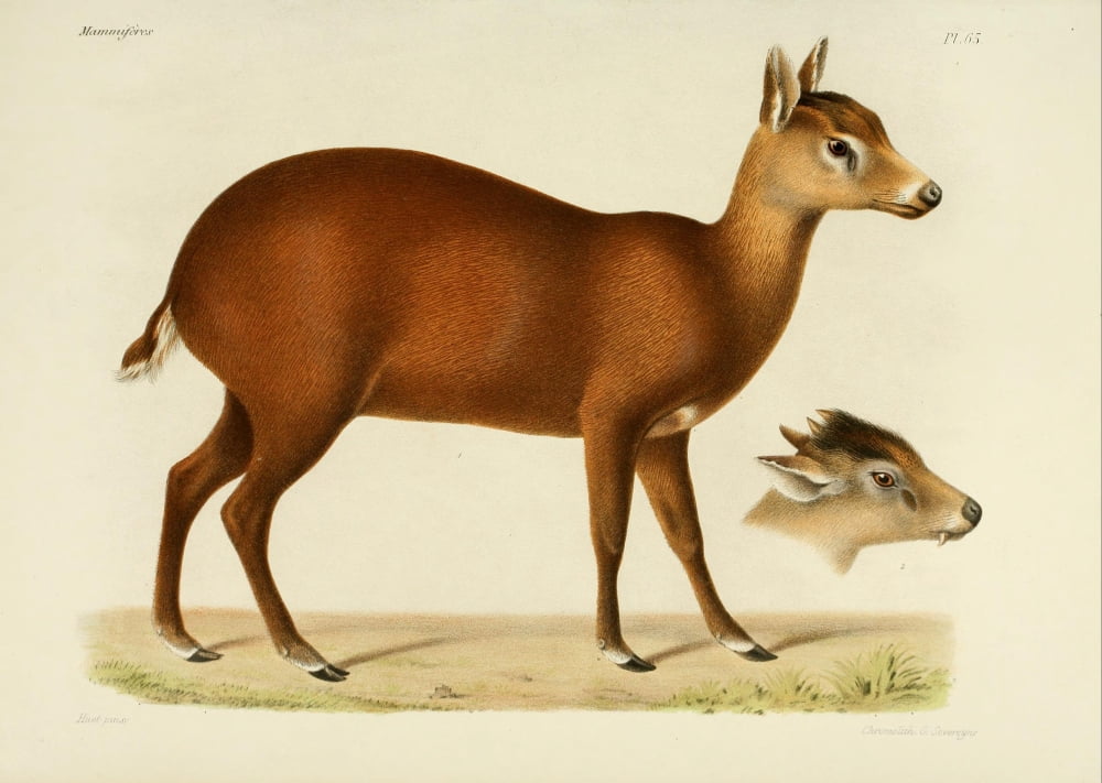 Des MammifÔø?res 1868 Cervus Deer Canvas Art - Huet (24 x 36)