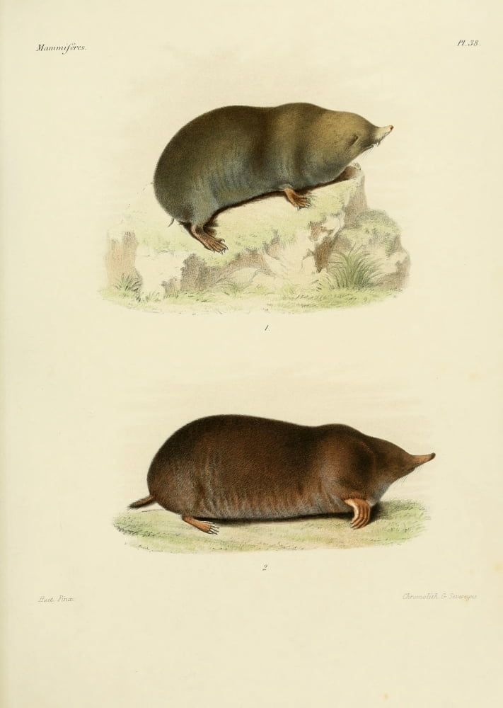Des MammifÔø?res 1868 Chinese Mole Shrew Canvas Art - Huet (24 x 36)