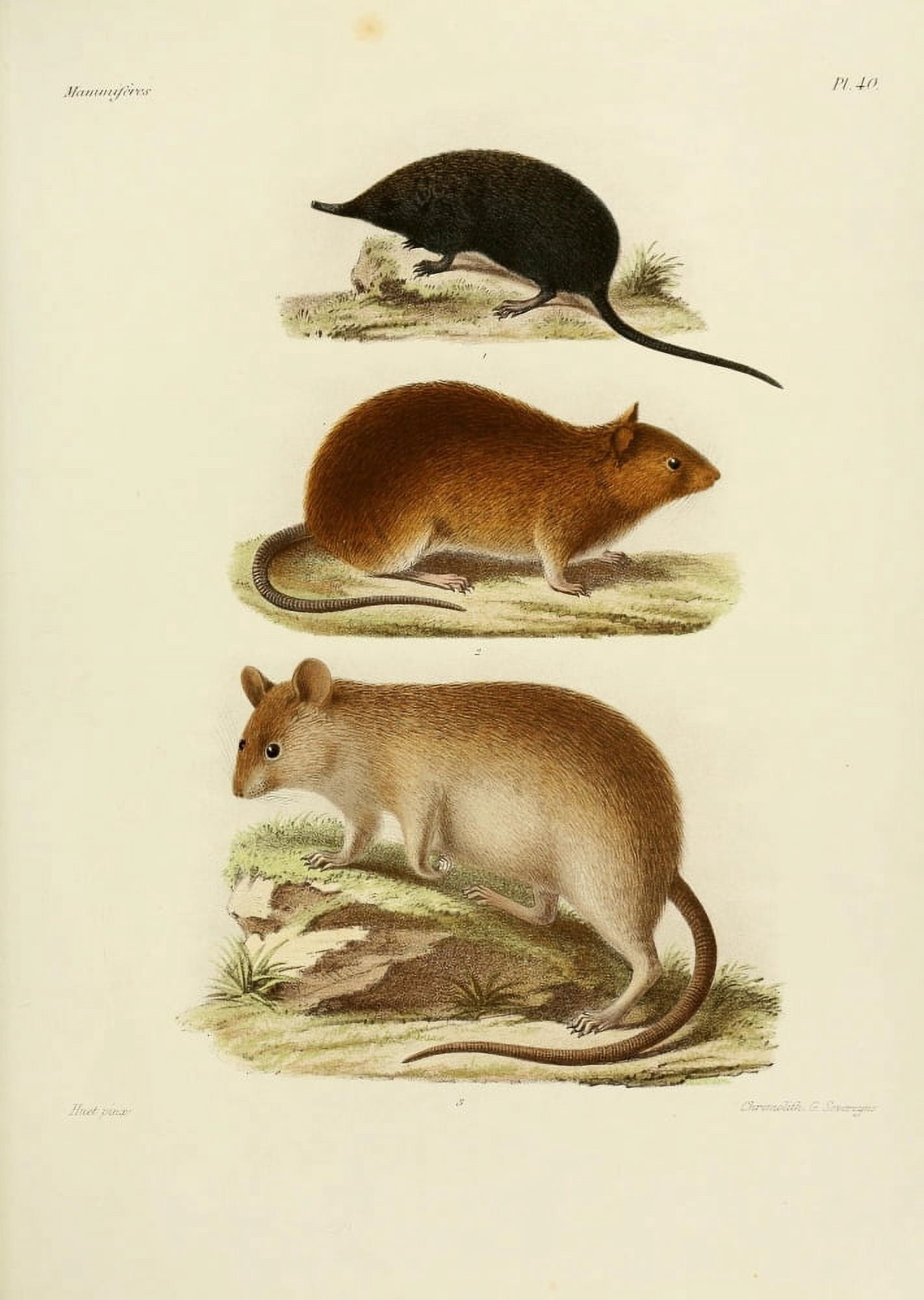 Des MammifÔø?res 1868 Chinese Shrew Mole Canvas Art - Huet (24 x 36)
