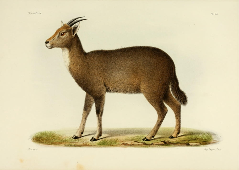 Des MammifÔø?res 1868 Goral Canvas Art - Huet (24 x 36)