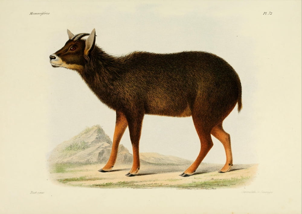 Des MammifÔø?res 1868 Himalayan Goral Canvas Art - Huet (24 x 36)