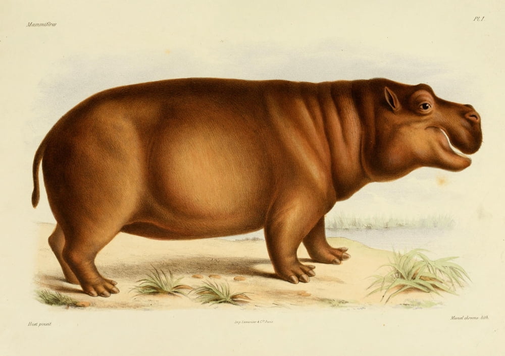 Des MammifÔø?res 1868 Hippo Canvas Art - Huet (24 x 36)