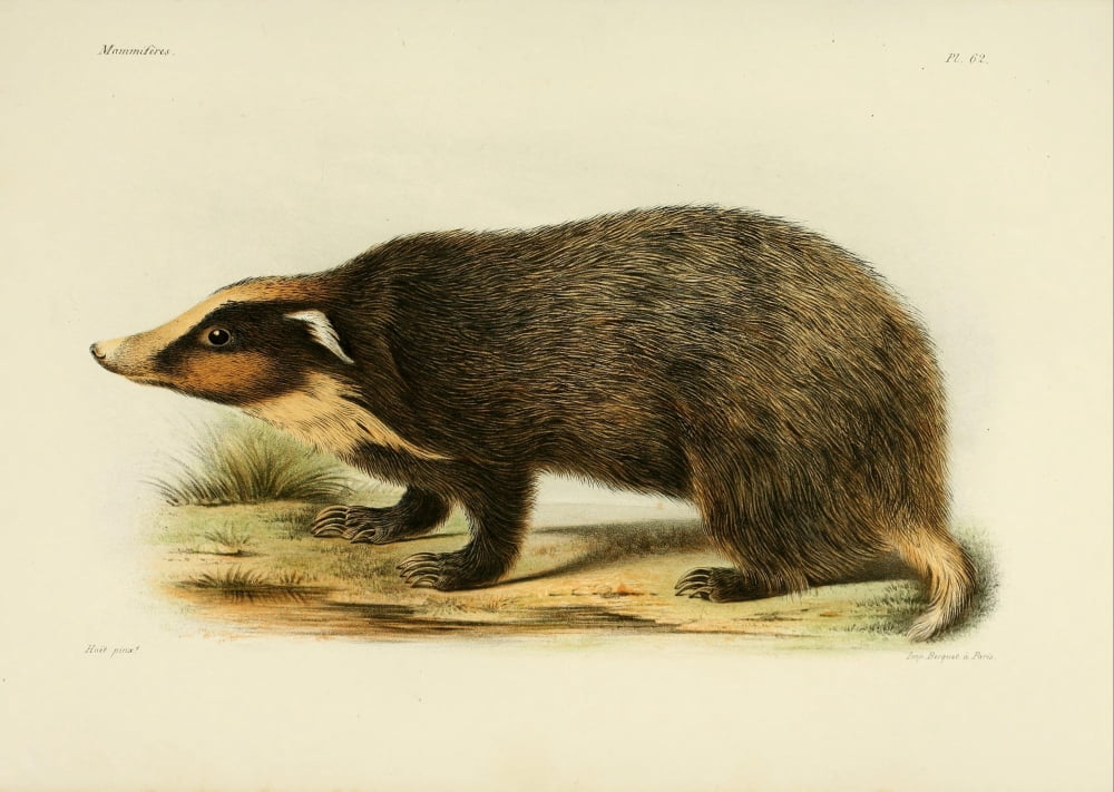 Des MammifÔø?res 1868 Hog Badger Canvas Art - Huet (18 x 24)