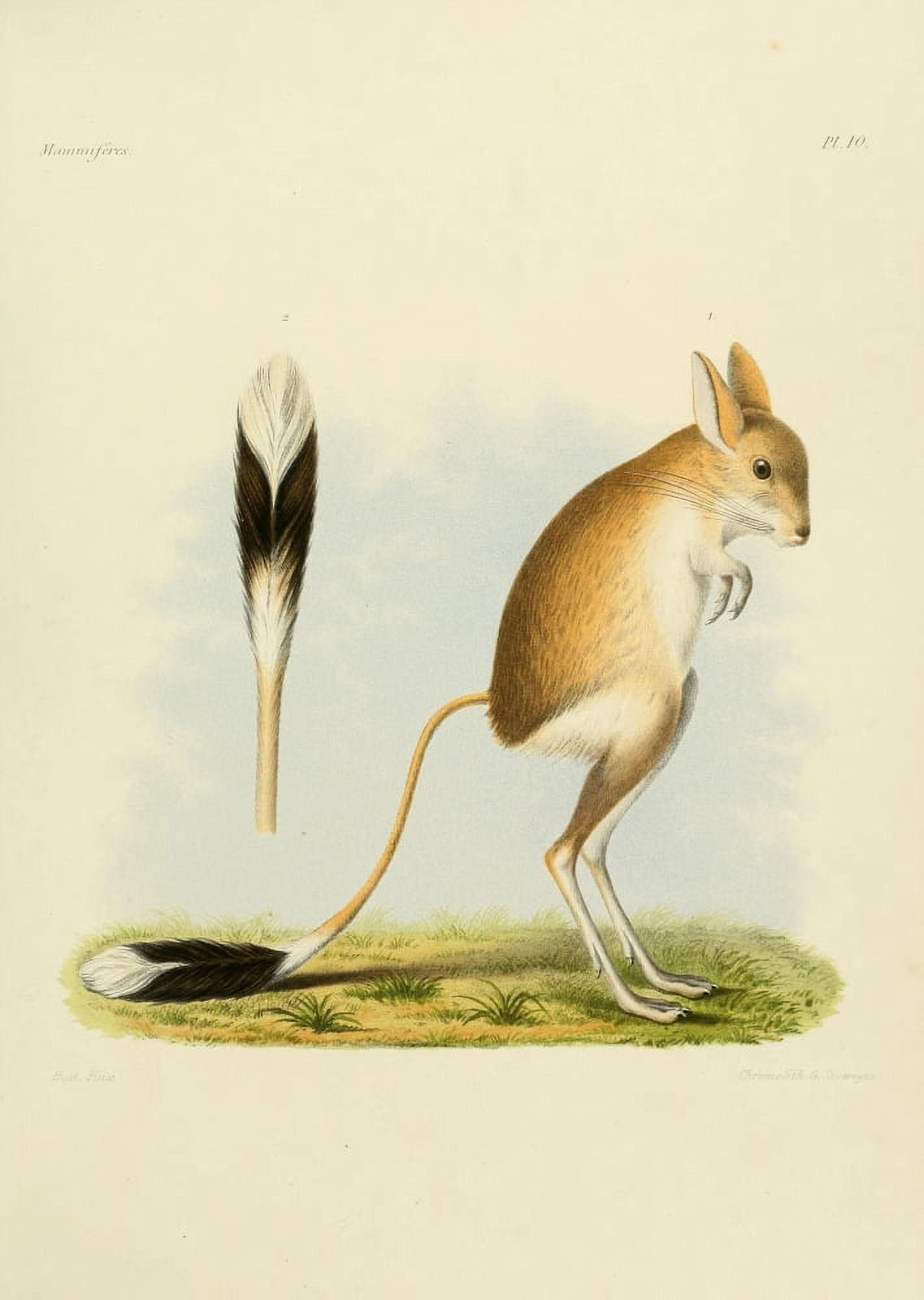 Des MammifÔø?res 1868 Jerboa Canvas Art - Huet (24 x 36)