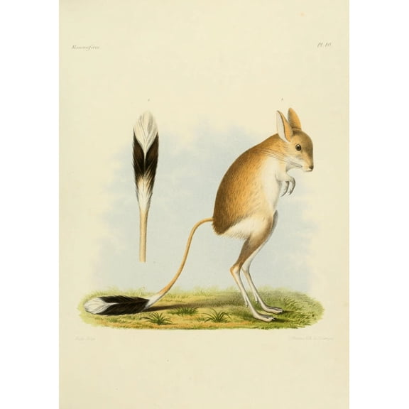 Des Mammif?res 1868 Jerboa Canvas Art - Huet (24 x 36)