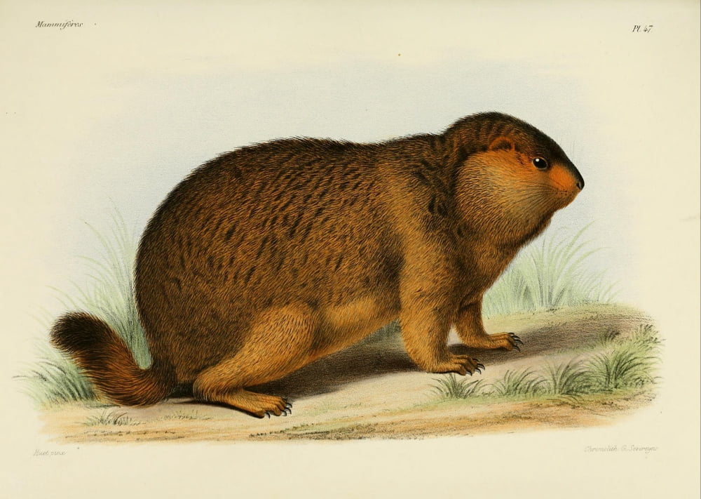 Des MammifÔø?res 1868 Marmot Canvas Art - Huet (24 x 36)