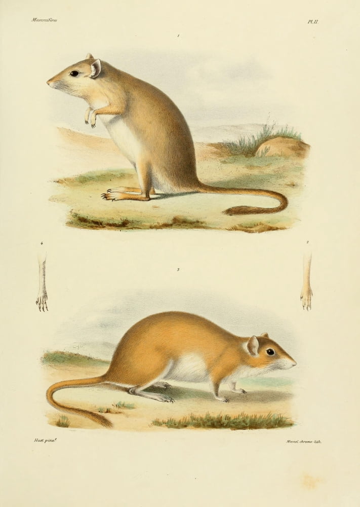 Des MammifÔø?res 1868 Mongolian Gerbil Canvas Art - Huet (24 x 36)