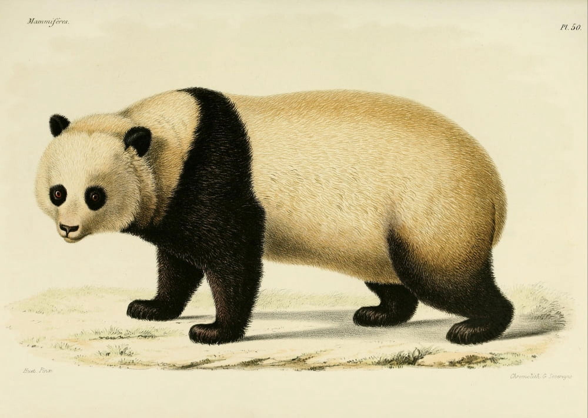 Des MammifÔø?res 1868 Panda Canvas Art - Huet (24 x 36)