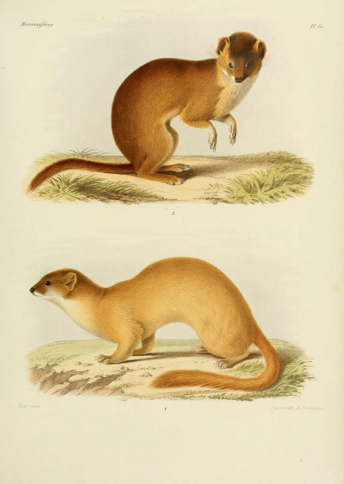 Des MammifÔø?res 1868 Polecat 2 Canvas Art - Huet (24 x 36)