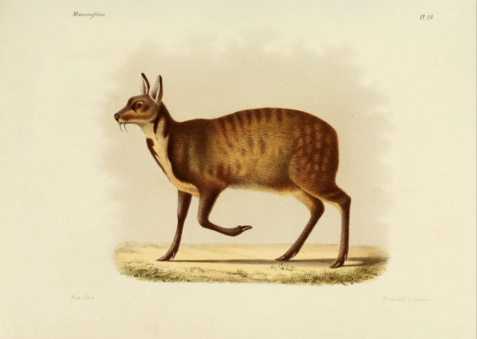 Des MammifÔø?res 1868 Siberian Musk Deer Canvas Art - Huet (24 x 36)