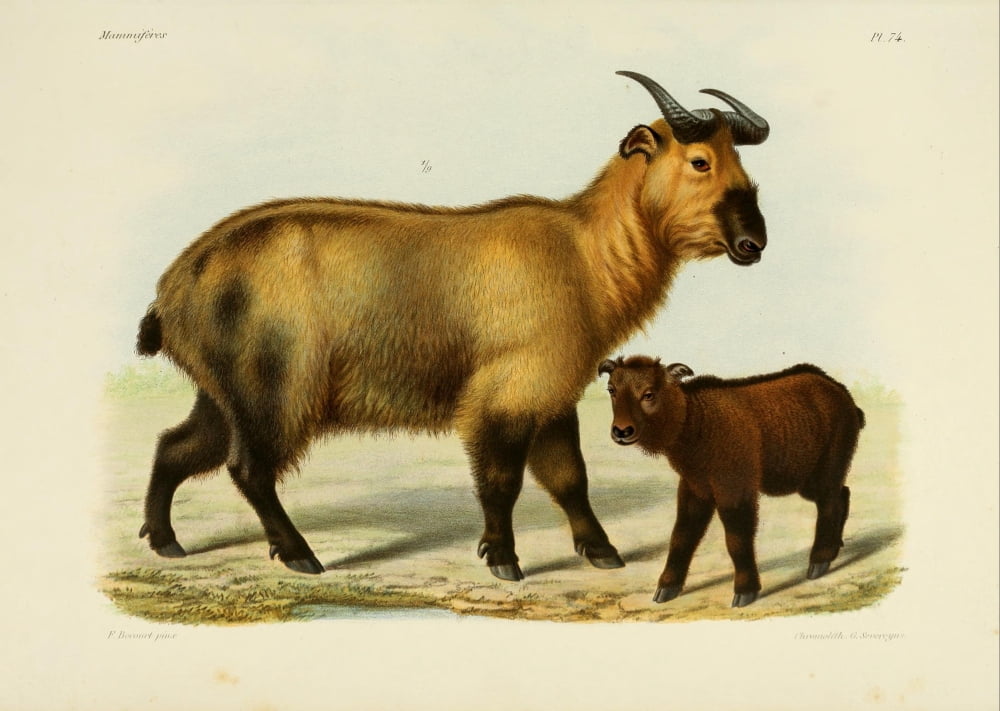 Des MammifÔø?res 1868 Takin Canvas Art - Huet (24 x 36)