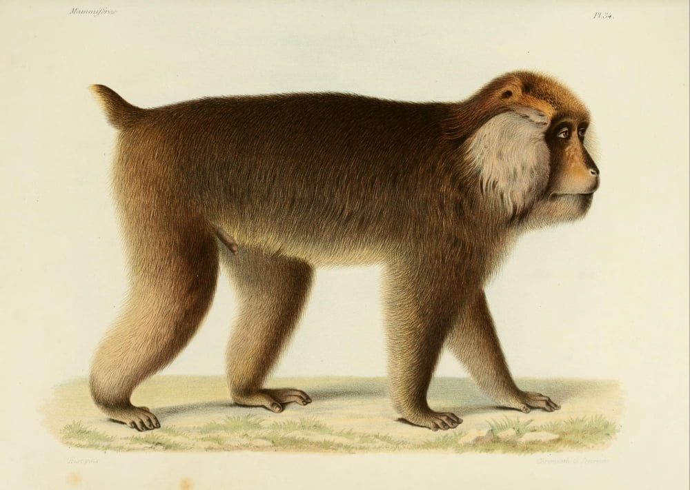 Des MammifÔø?res 1868 Tibetan Macaque Canvas Art - Huet (24 x 36)