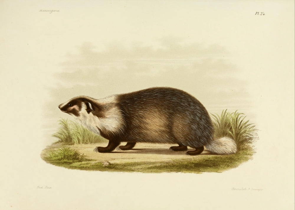 Des Mammif???res 1868 Asian Badger Canvas Art - Huet (18 x 24)