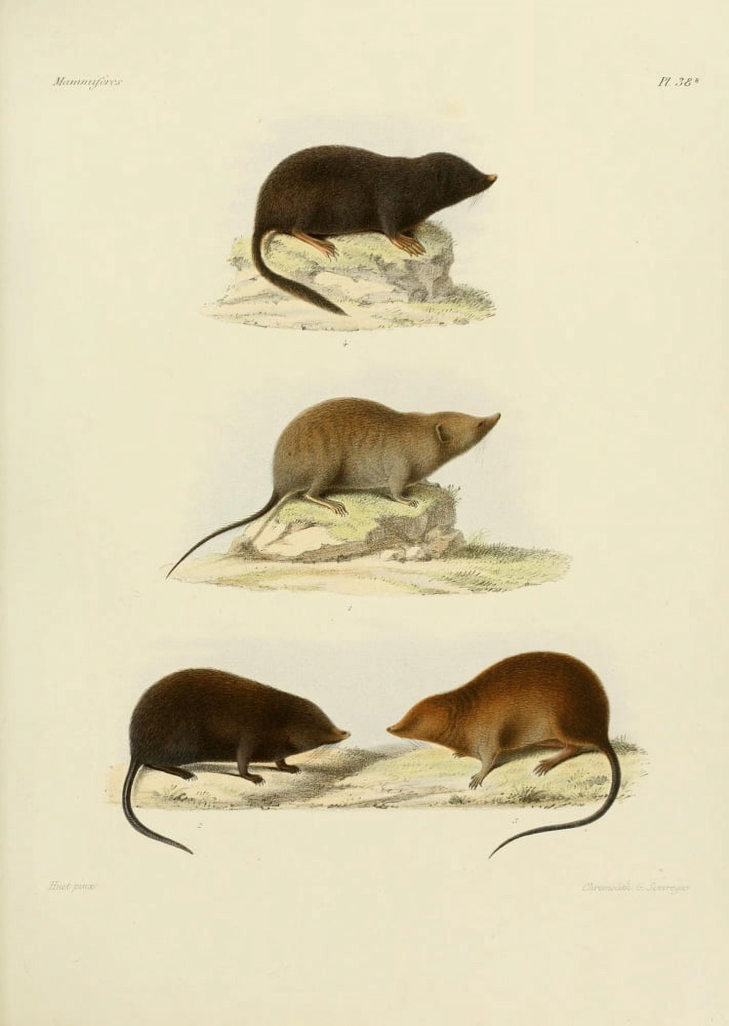Des MammifÔøΩres 1868 Asian Grey Shrew Canvas Art - Huet (18 x 24)
