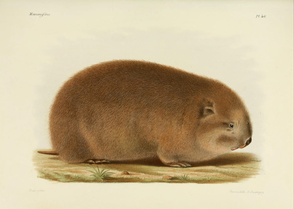 Des MammifÔøΩres 1868 Bamboo rat Canvas Art - Huet (24 x 36)