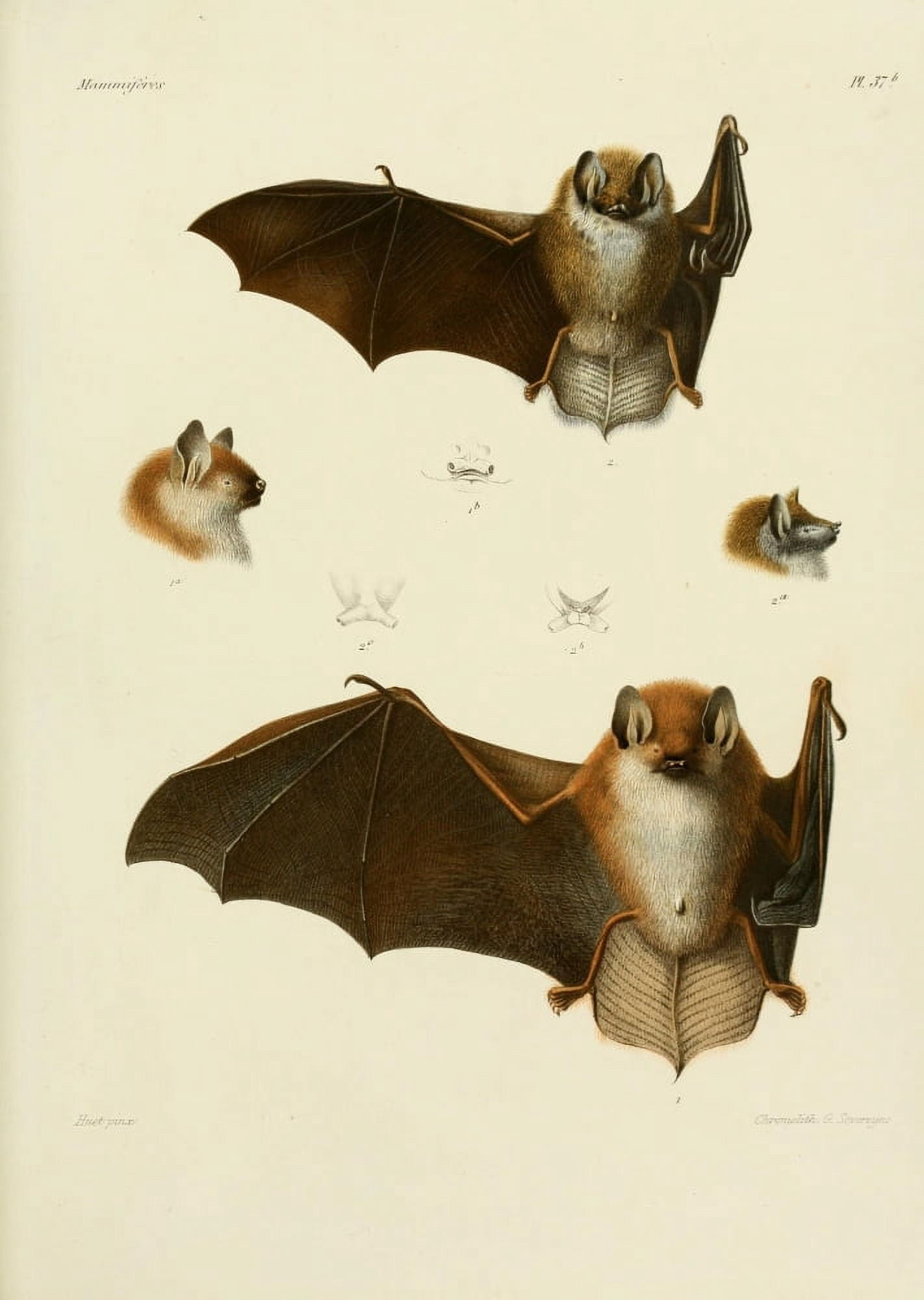 Des Mammif???res 1868 Bats 2 Canvas Art - Huet (18 x 24)