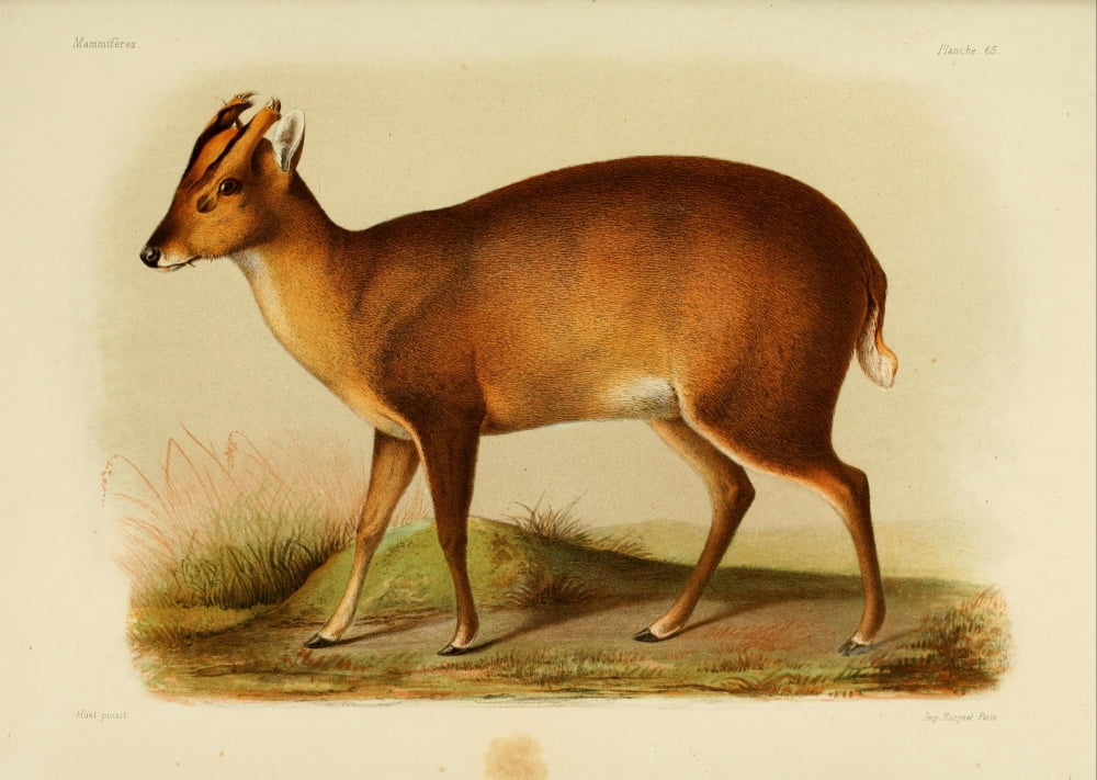 Des Mammif???res 1868 Cervulus Lacrymans Canvas Art - Huet (18 x 24)