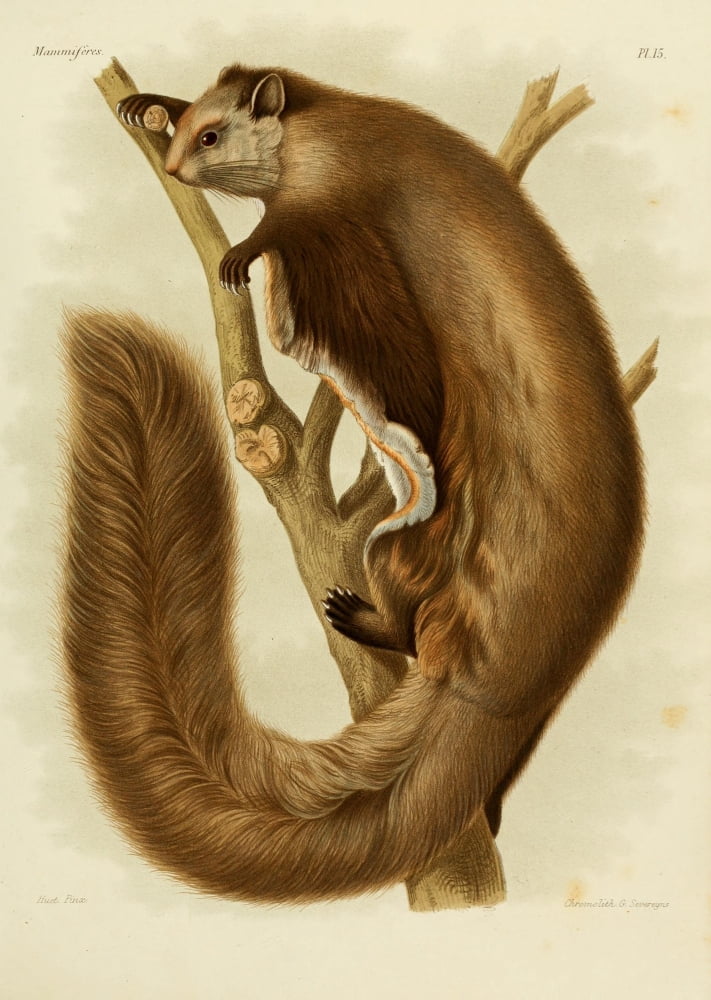 Des Mammif???res 1868 Chinese Flying Squirrel Canvas Art - Huet (18 x 24)