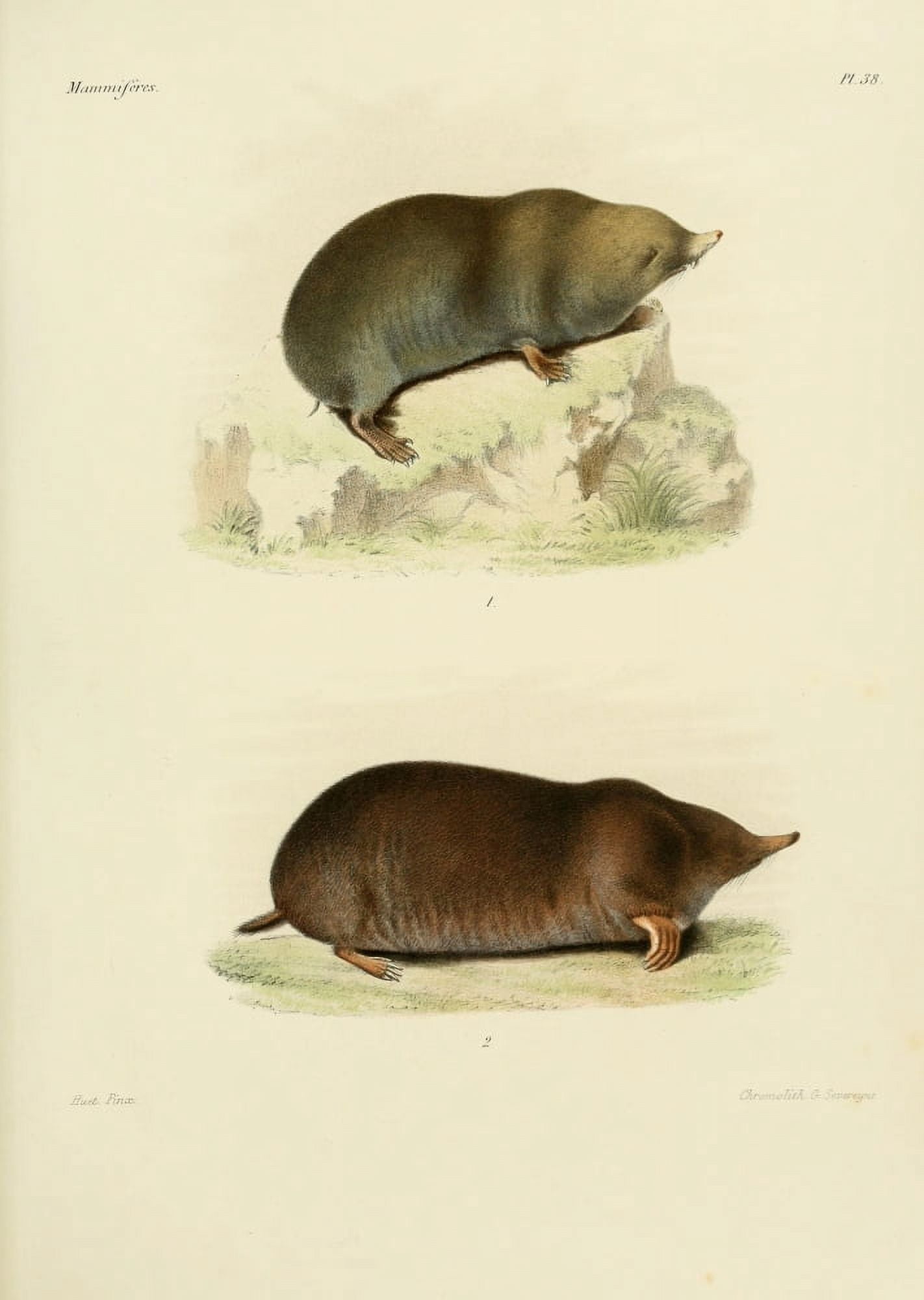 Des Mammif???res 1868 Chinese Mole Shrew Canvas Art - Huet (18 x 24)