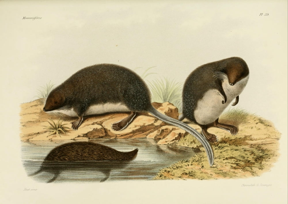 Des Mammif???res 1868 Elegant Water Shrew Canvas Art - Huet (18 x 24)