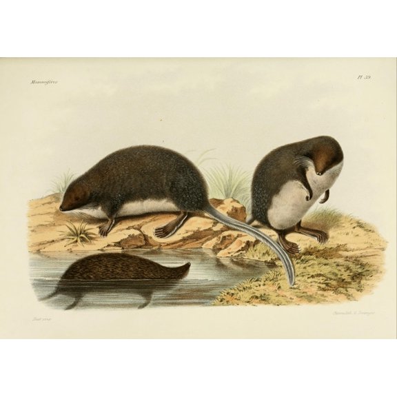 Des Mammif???res 1868 Elegant Water Shrew Canvas Art - Huet (18 x 24)