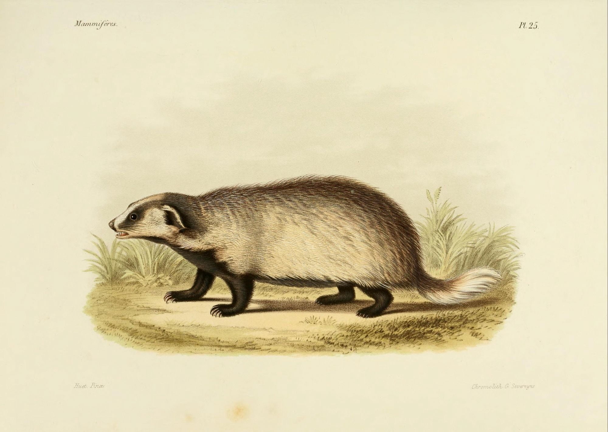 Des Mammif???res 1868 Eurasian Badger Canvas Art - Huet (18 x 24)