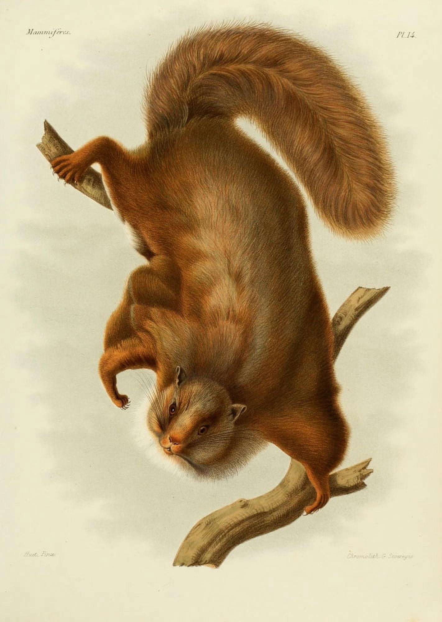 Des Mammif???res 1868 Flying Squirrel 1 Canvas Art - Huet (18 x 24)