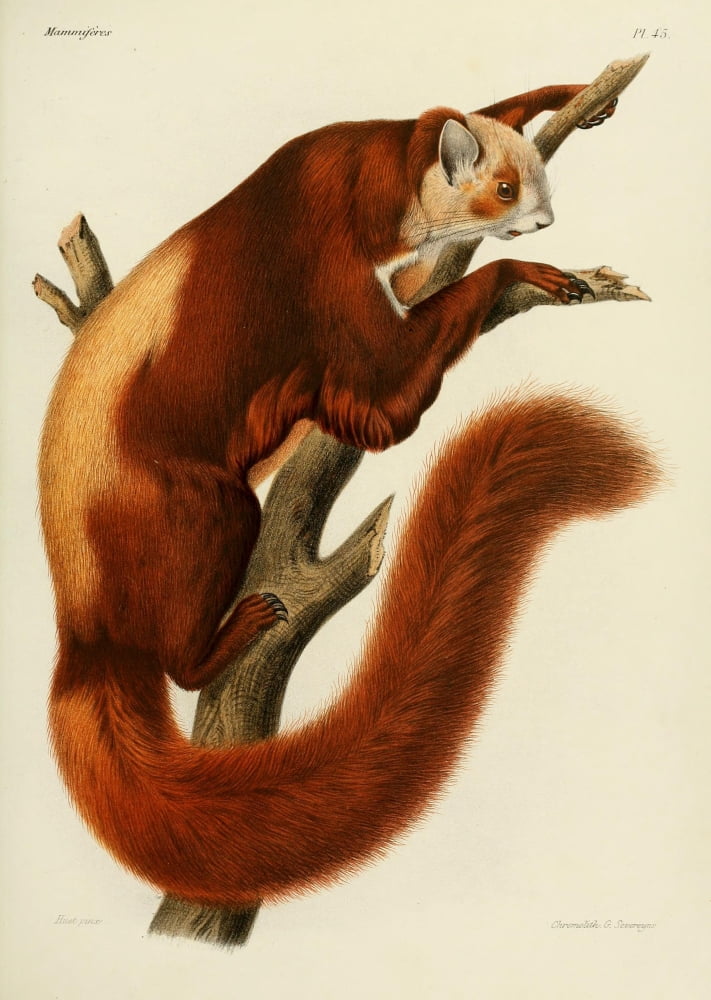 Des MammifÔøΩres 1868 Flying Squirrel 2 Canvas Art - Huet (24 x 36)
