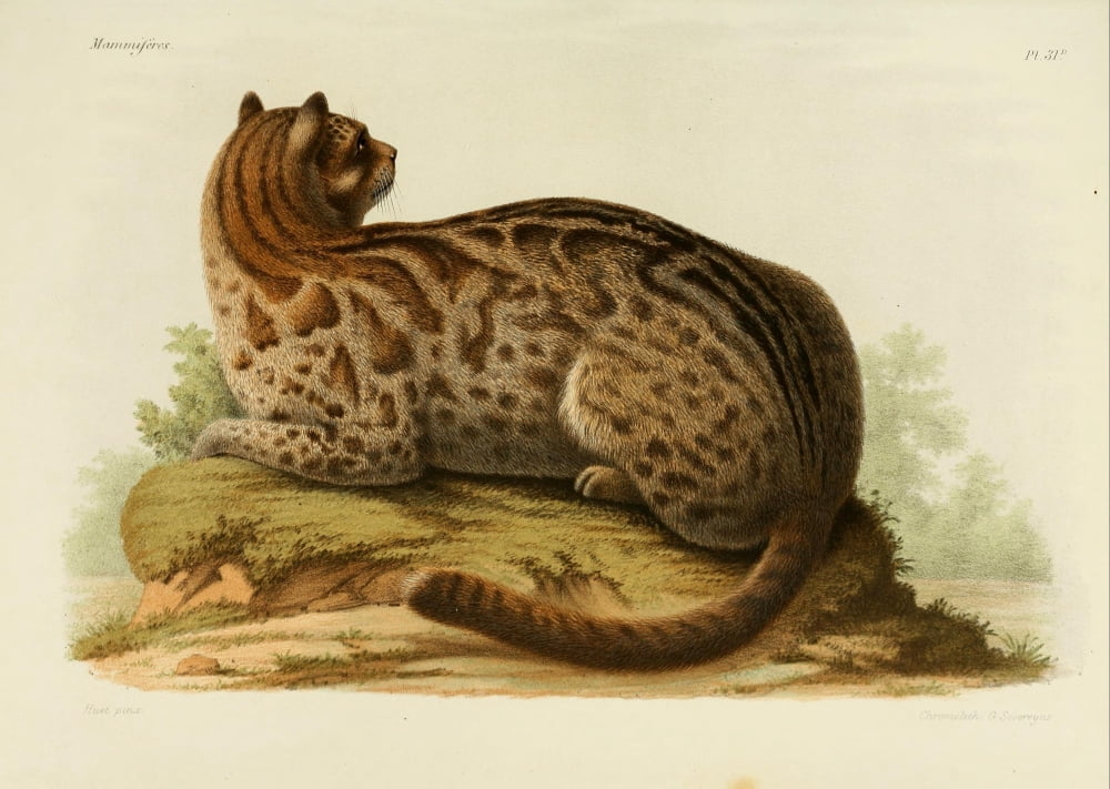 Des Mammif???res 1868 Fontainiers Spotted Cat Canvas Art - Huet (18 x 24)