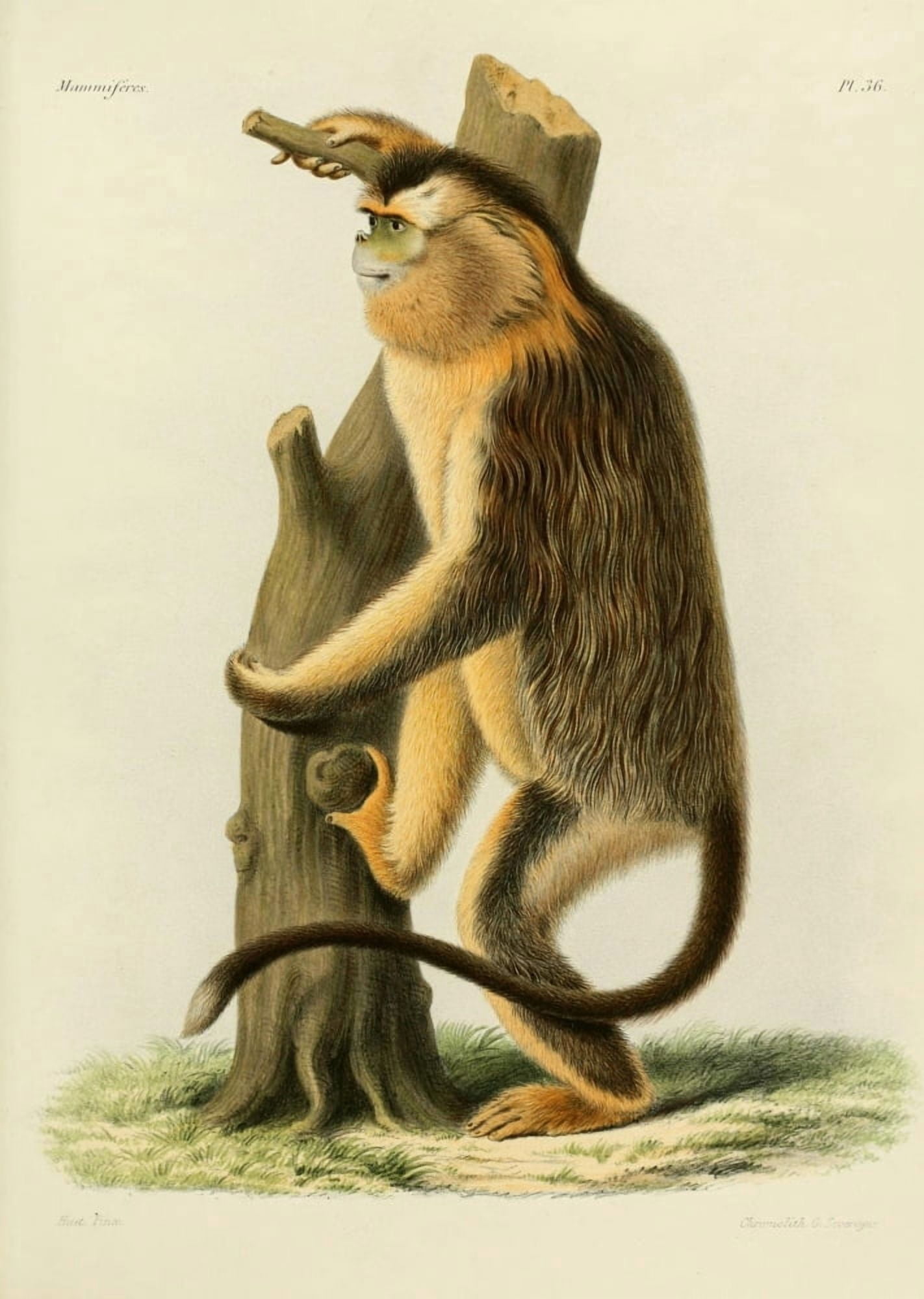 Des Mammif???res 1868 Golden Snub-nosed Monkey Canvas Art - Huet (18 x 24)
