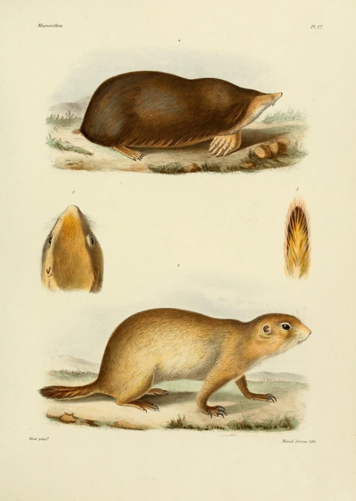 Des MammifÔøΩres 1868 Ground Squirrel Canvas Art - Huet (18 x 24)
