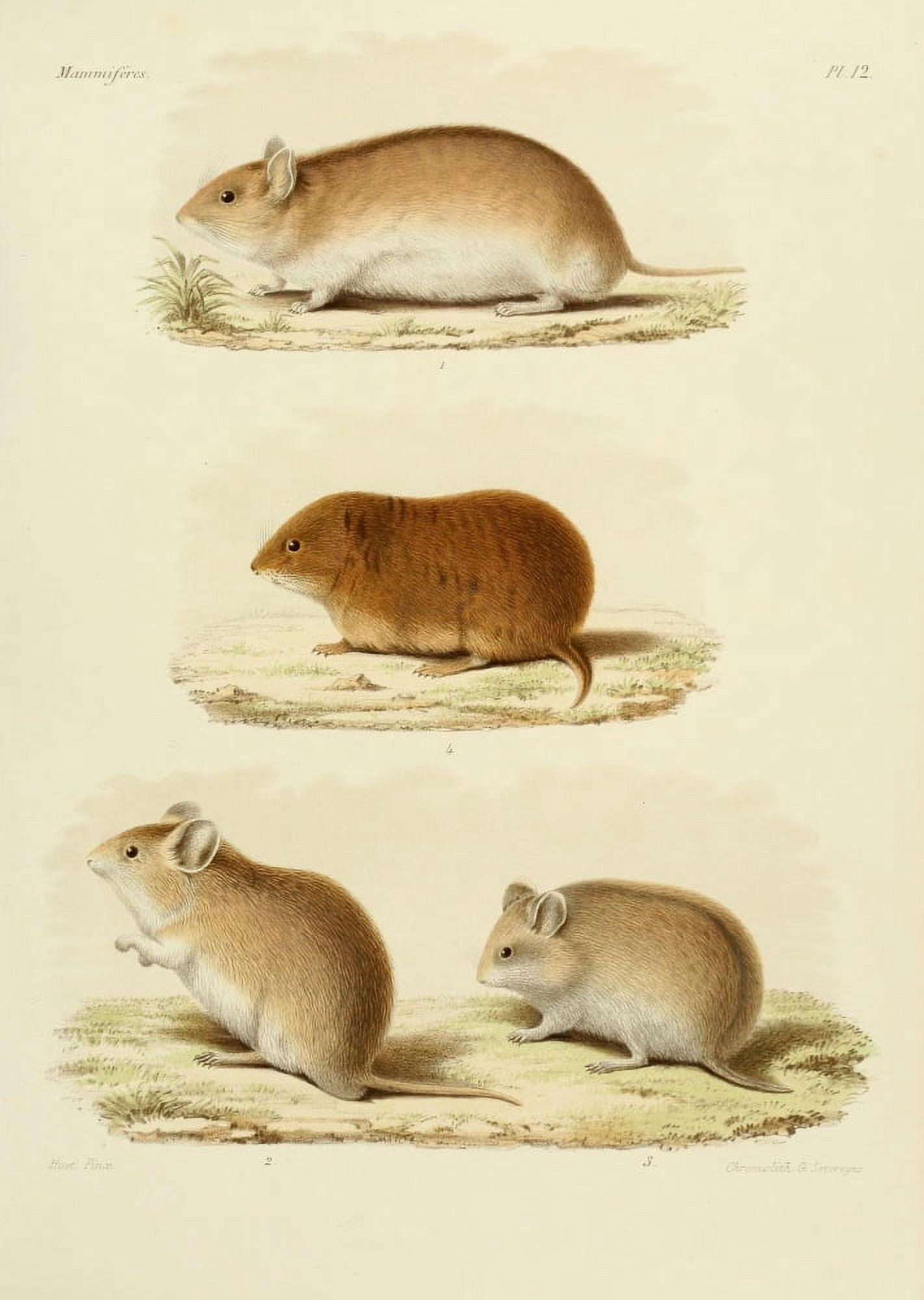 Des Mammif???res 1868 Hamsters Canvas Art - Huet (18 x 24)