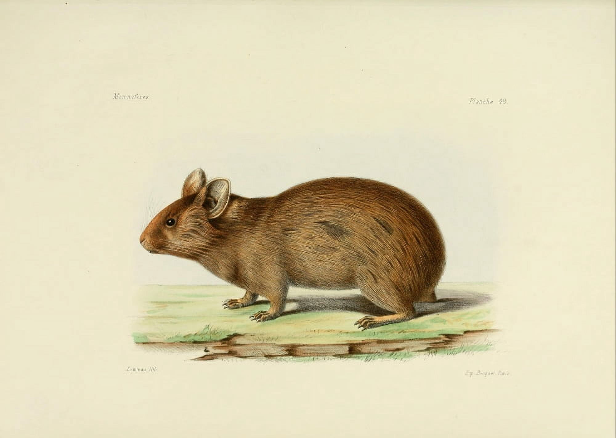 Des Mammif???res 1868 Lagomys Tibetanus Canvas Art - Huet (18 x 24)