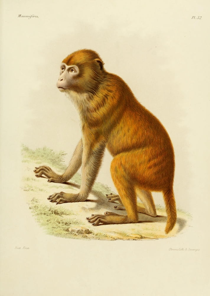 Des MammifÔøΩres 1868 Macaque Canvas Art - Huet (24 x 36)