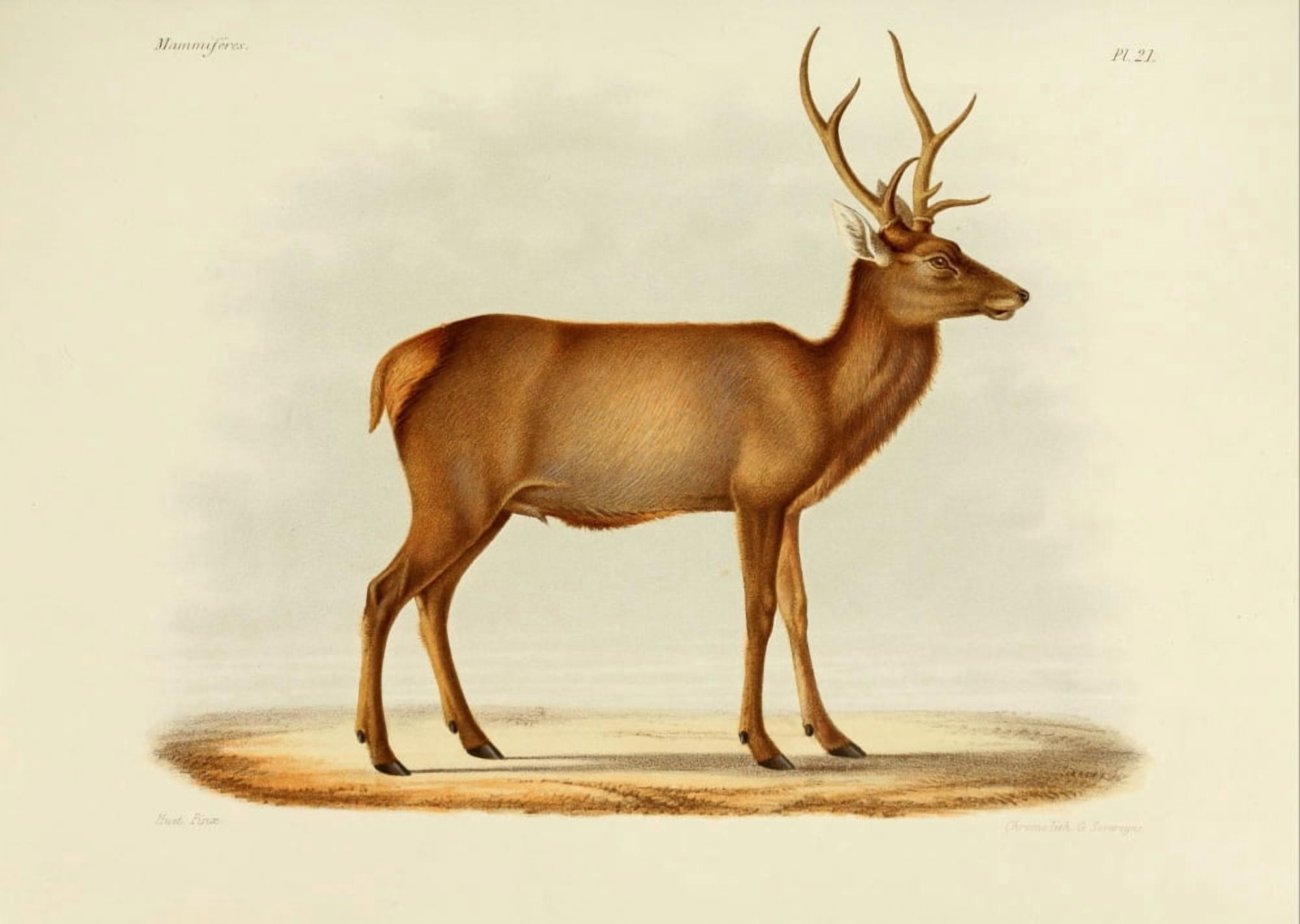 Des MammifÔøΩres 1868 Manchuriam Wapiti Canvas Art - Huet (24 x 36)