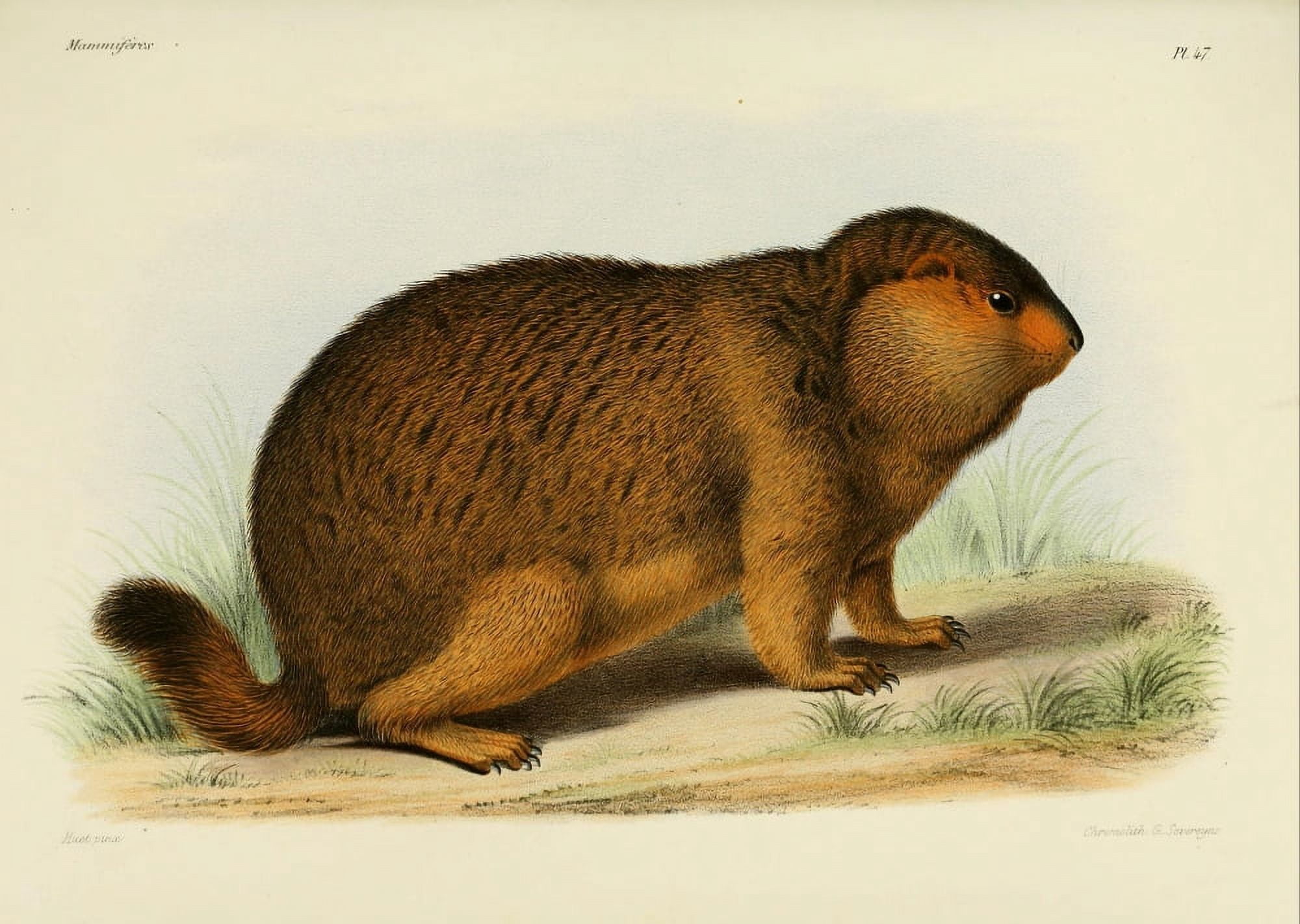 Des MammifÔøΩres 1868 Marmot Canvas Art - Huet (18 x 24)