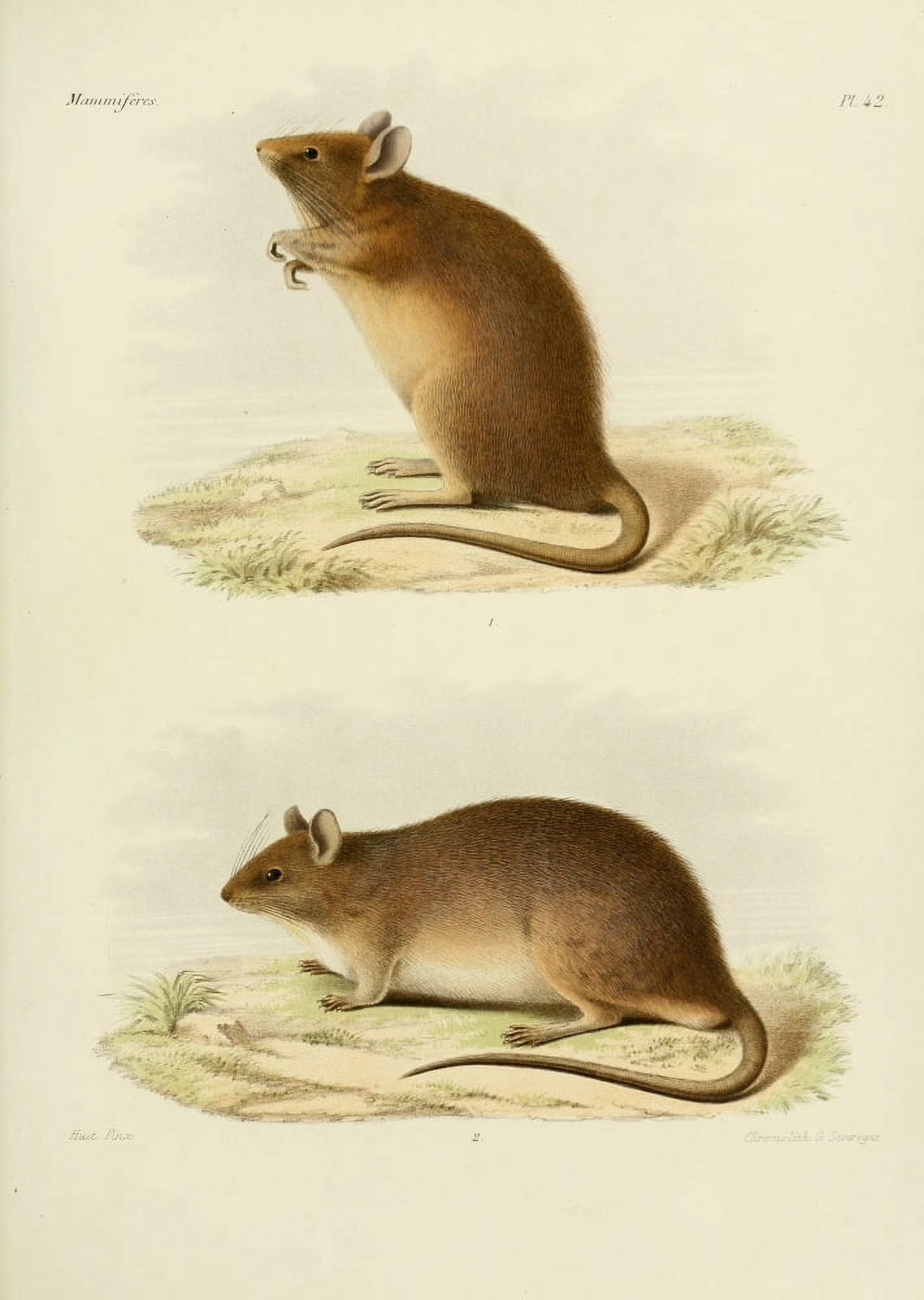 Des Mammif???res 1868 Mouse 1 Canvas Art - Huet (18 x 24)