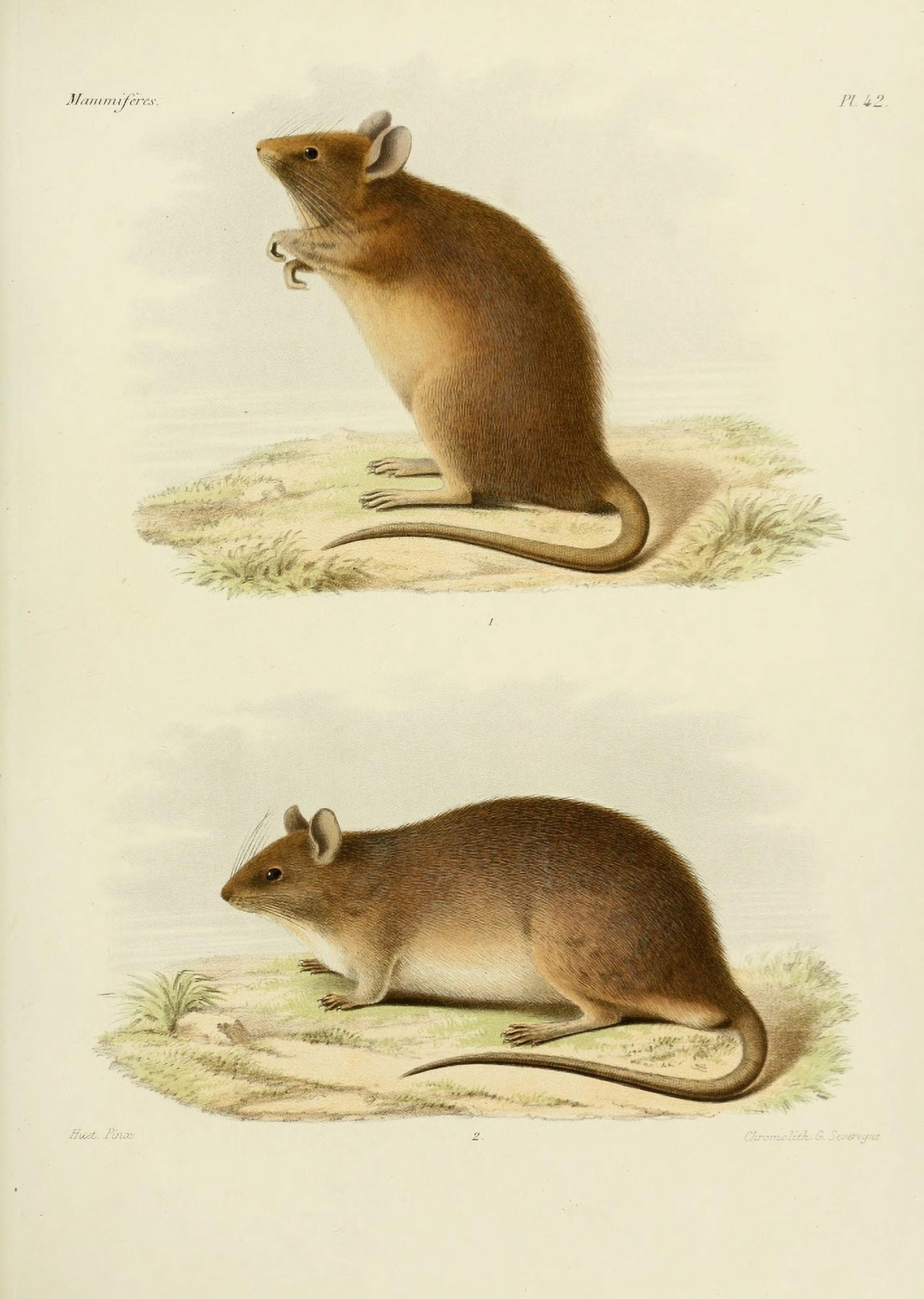 Des MammifÔøΩres 1868 Mouse 1 Canvas Art - Huet (24 x 36)