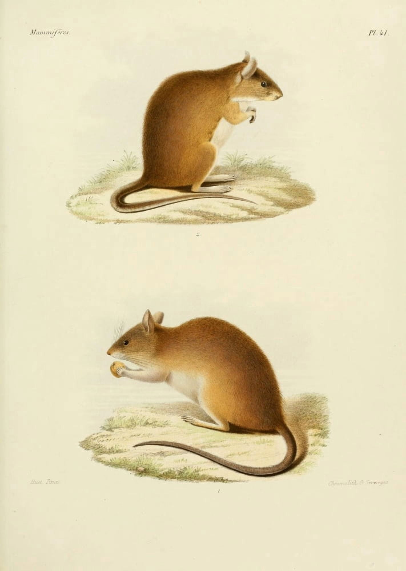 Des MammifÔøΩres 1868 Mouse 2 Canvas Art - Huet (24 x 36)