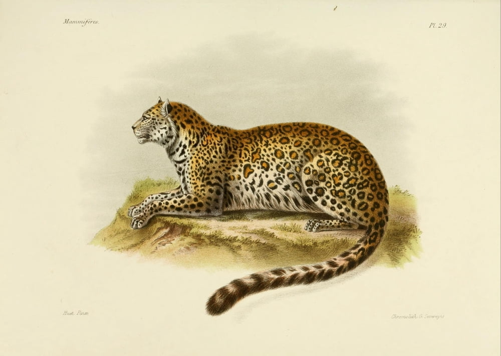 Des Mammif???res 1868 North China Panther 1 Canvas Art - Huet (18 x 24)