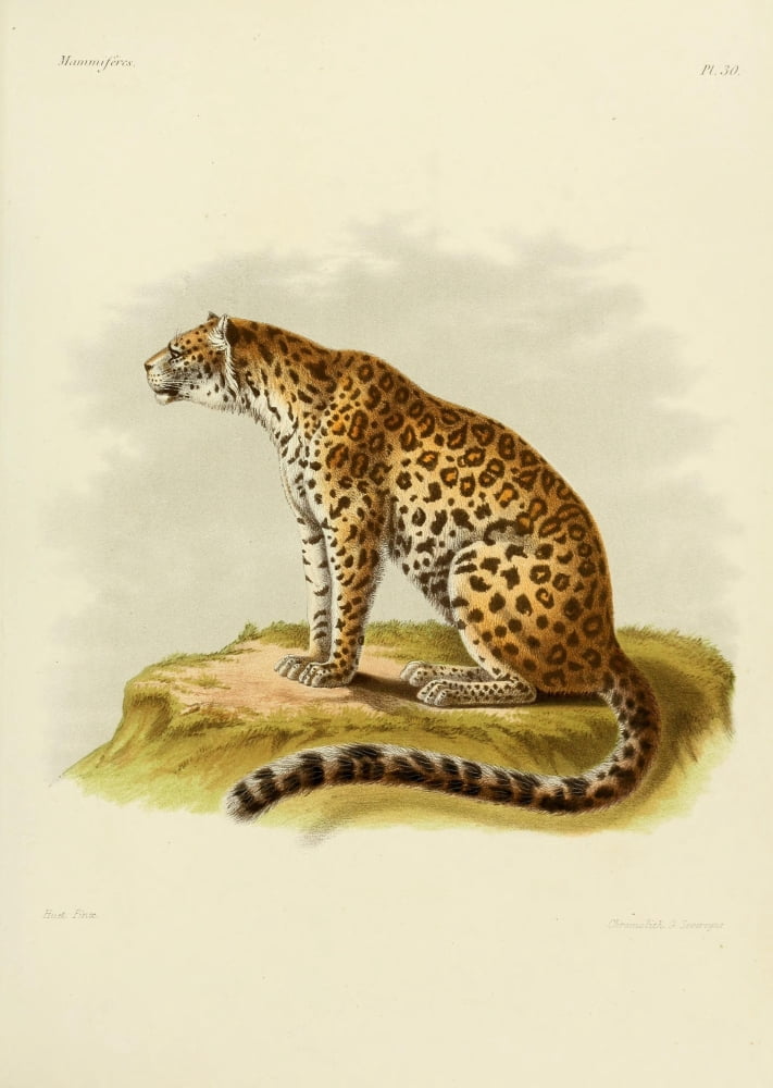 Des Mammif???res 1868 North China Panther 2 Canvas Art - Huet (18 x 24)