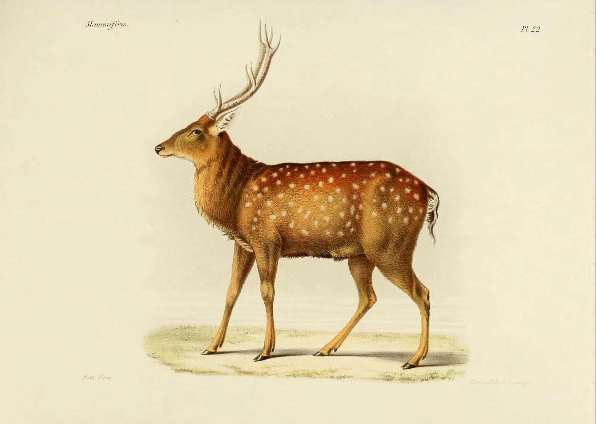Des Mammif???res 1868 North China Sika Deer 1 Canvas Art - Huet (18 x 24)