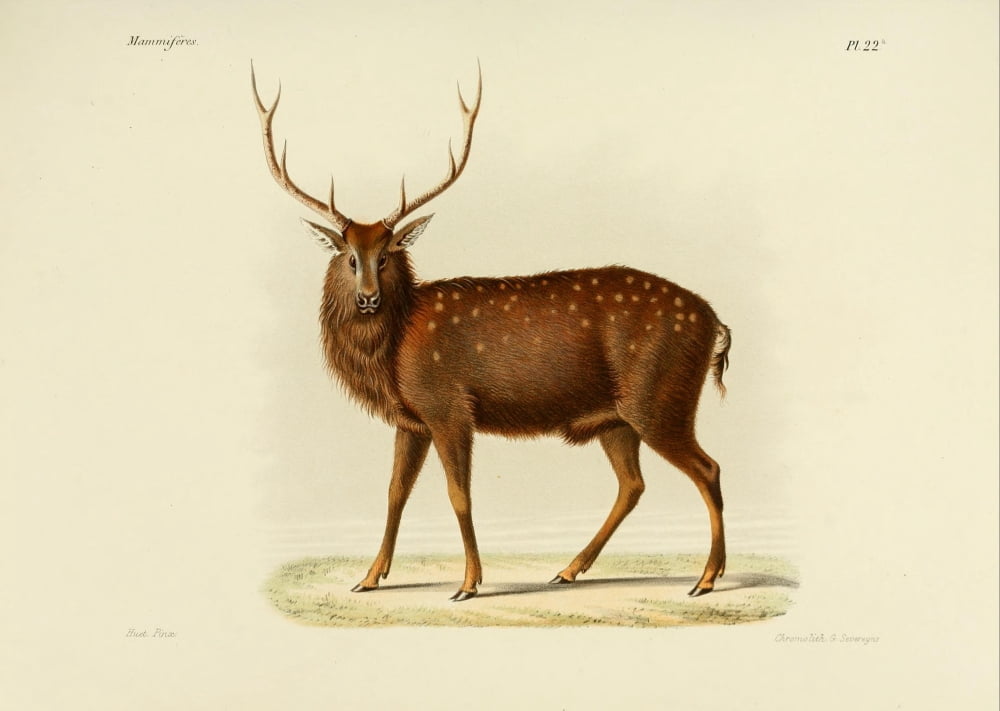 Des Mammif???res 1868 North China Sika Deer 2 Canvas Art - Huet (18 x 24)