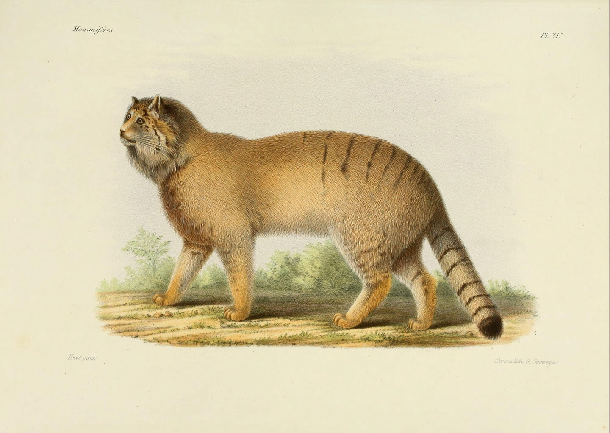 Des Mammif???res 1868 Pallass Cat Canvas Art - Huet (18 x 24)