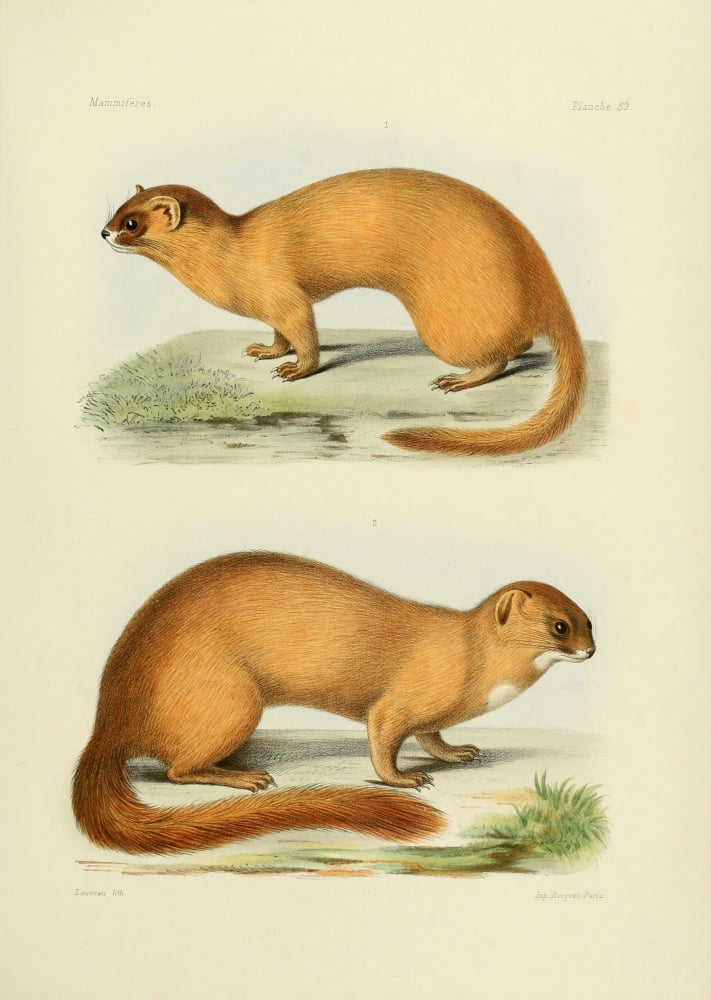Des Mammif???res 1868 Polecat 1 Canvas Art - Huet (18 x 24)