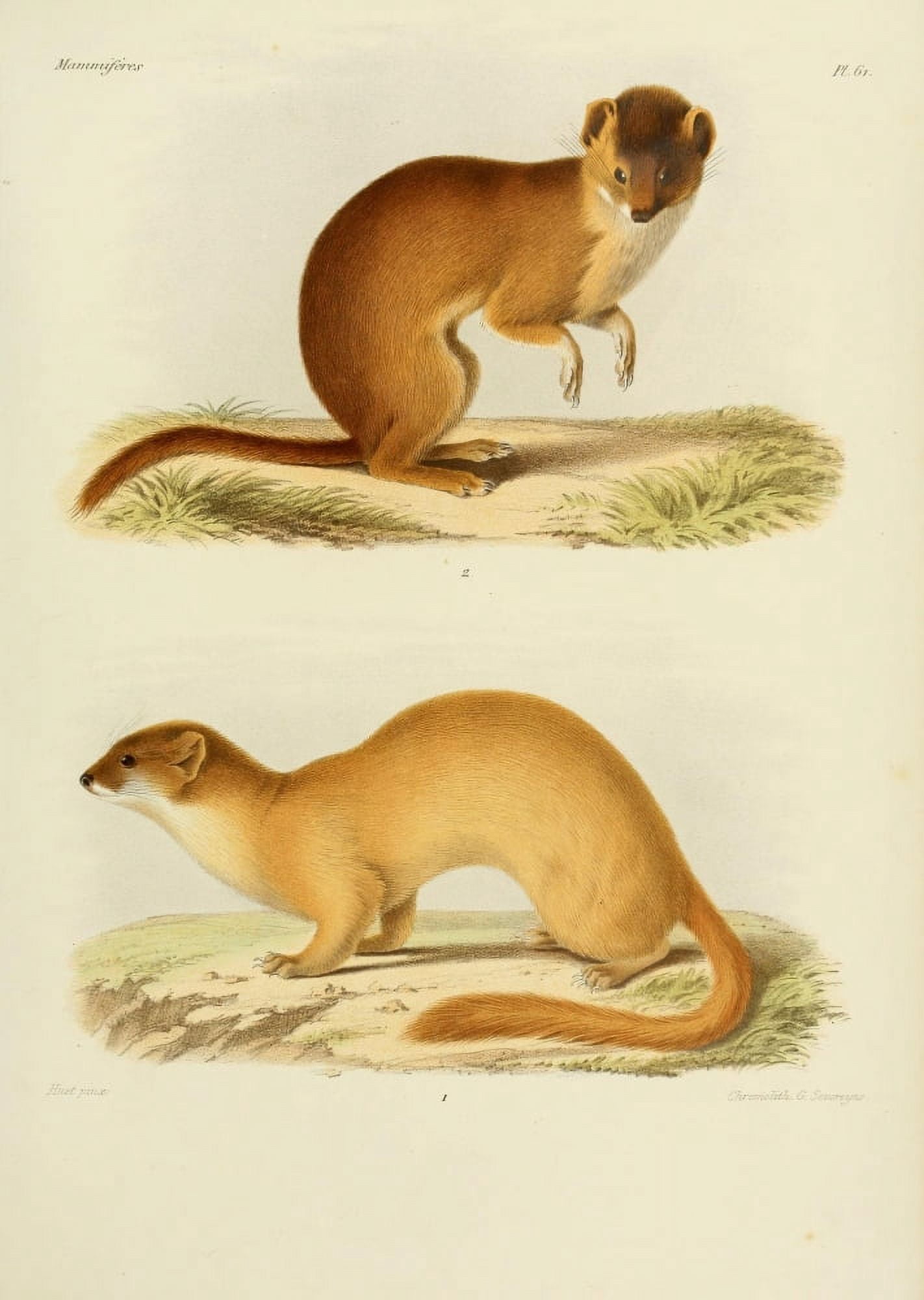 Des Mammif???res 1868 Polecat 2 Canvas Art - Huet (18 x 24)