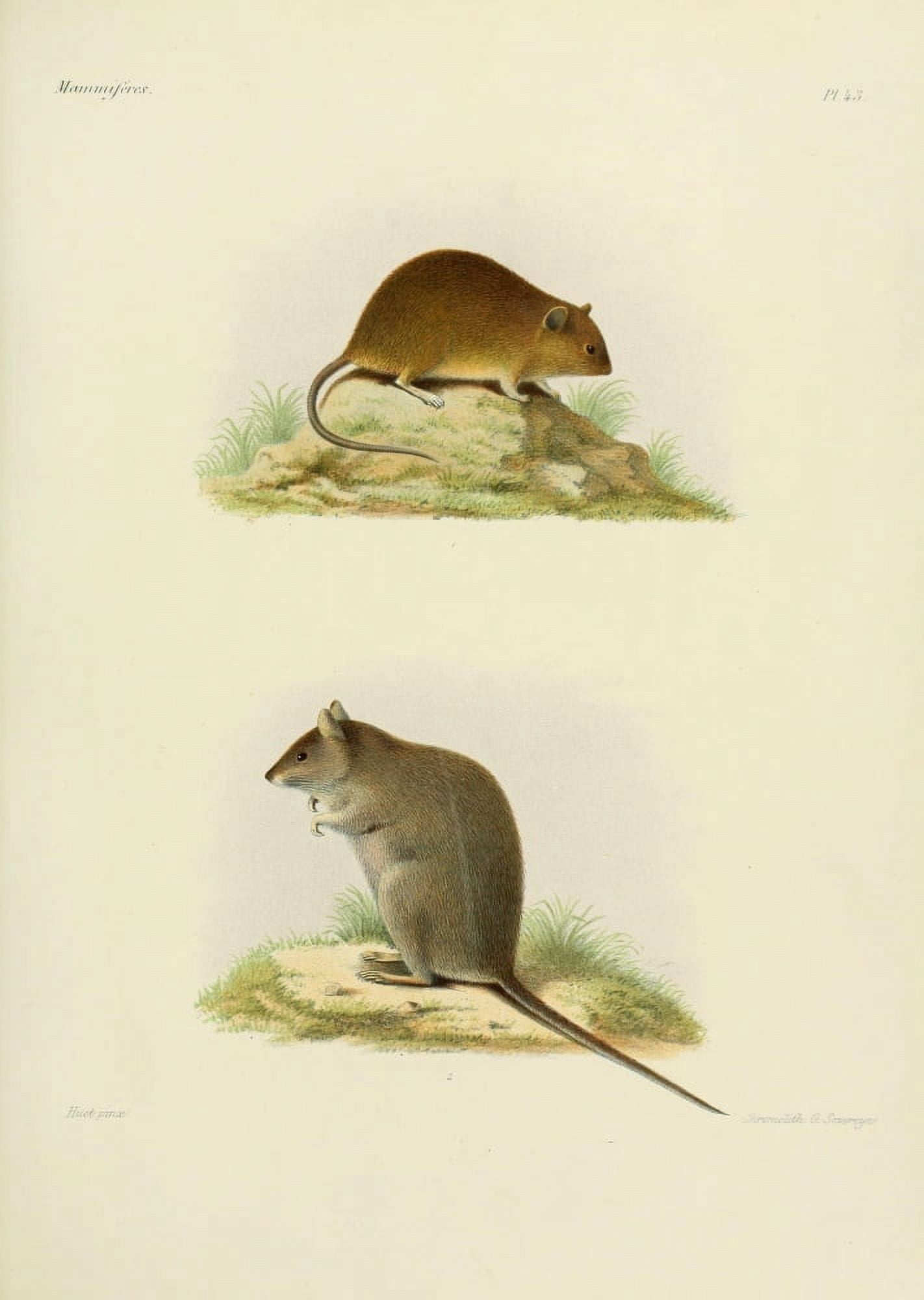 Des MammifÔøΩres 1868 Pygmy Mouse Canvas Art - Huet (18 x 24)