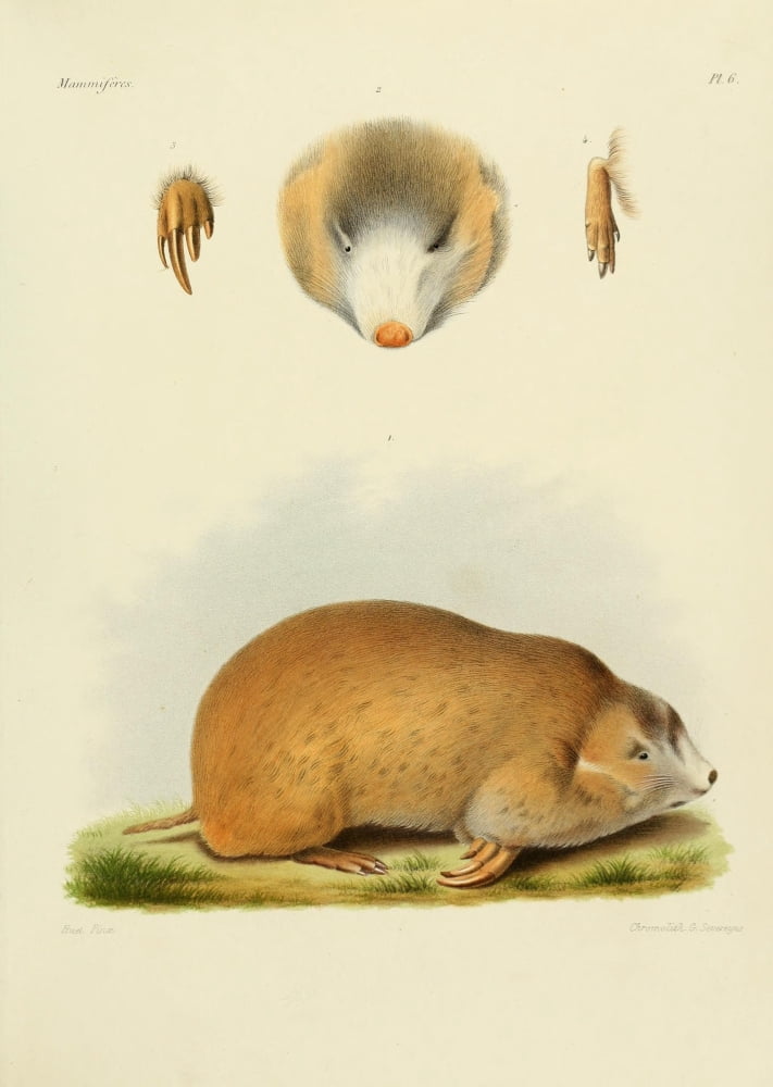 Des Mammif???res 1868 Siphneus Armandii Canvas Art - Huet (18 x 24)