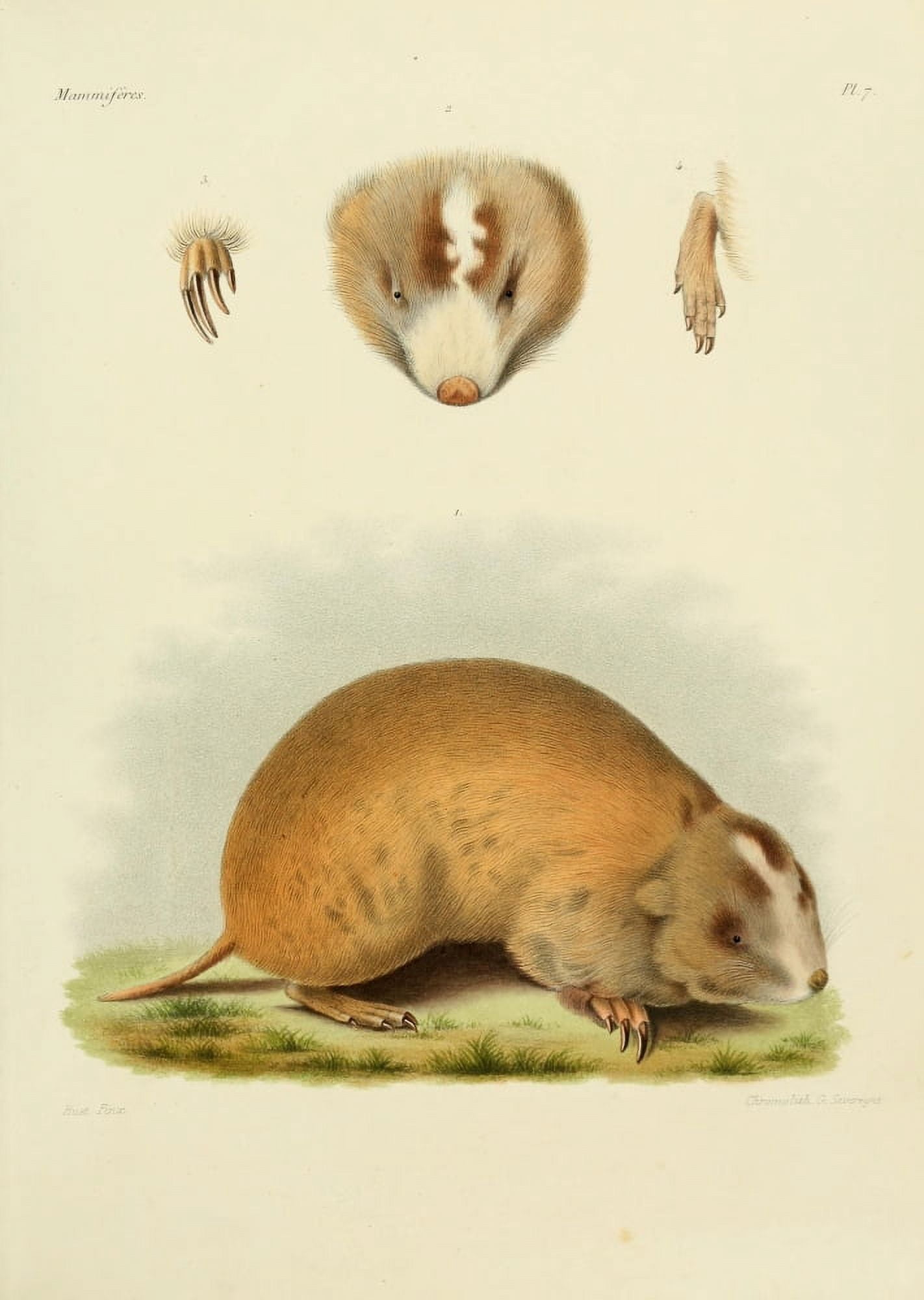 Des Mammif???res 1868 Siphneus Fontanieri Canvas Art - Huet (18 x 24)
