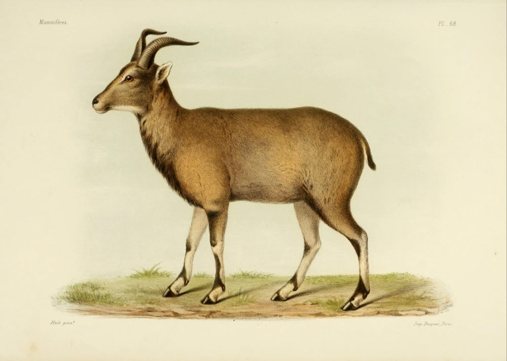 Des MammifÔøΩres 1868 Snow Sheep Canvas Art - Huet (24 x 36)